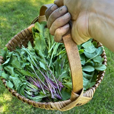 Sarah's homegrown greens