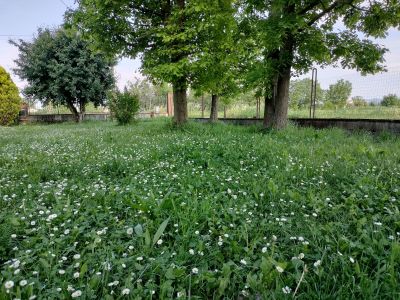 Laurelle's wildflower lawn